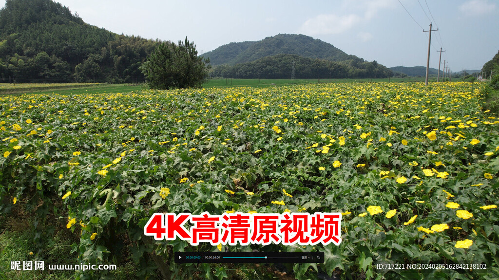 丝瓜