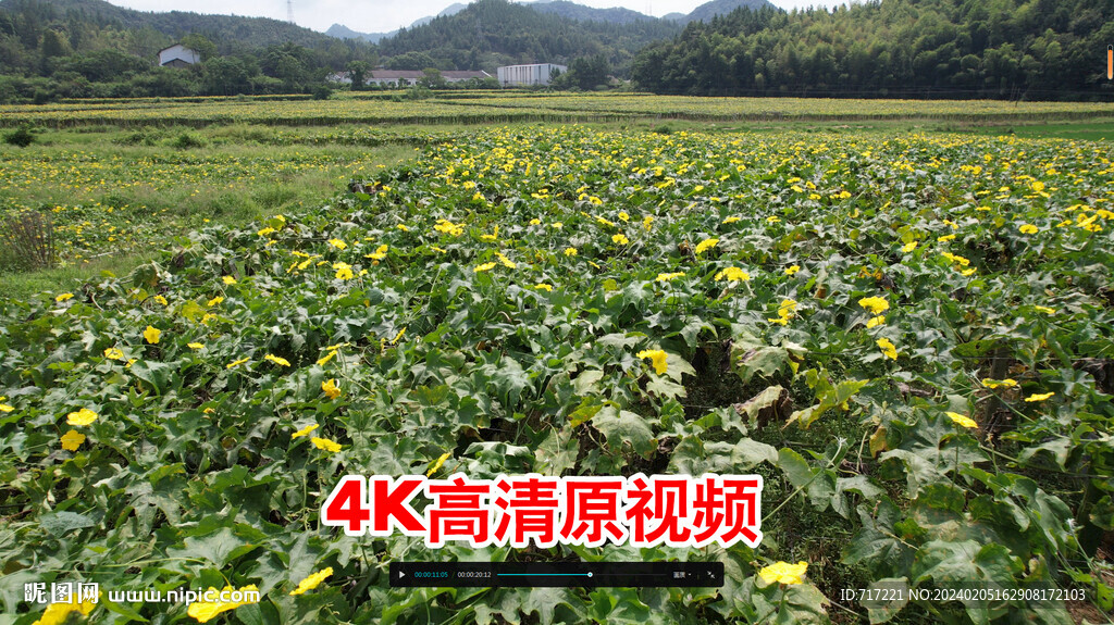 丝瓜种植基地 