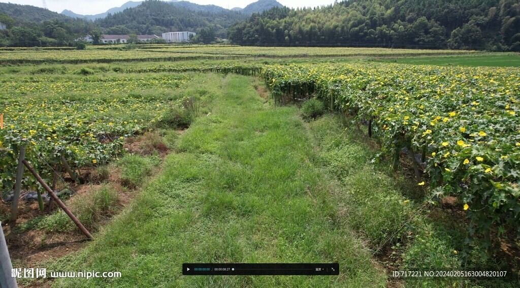 高清丝瓜田航拍