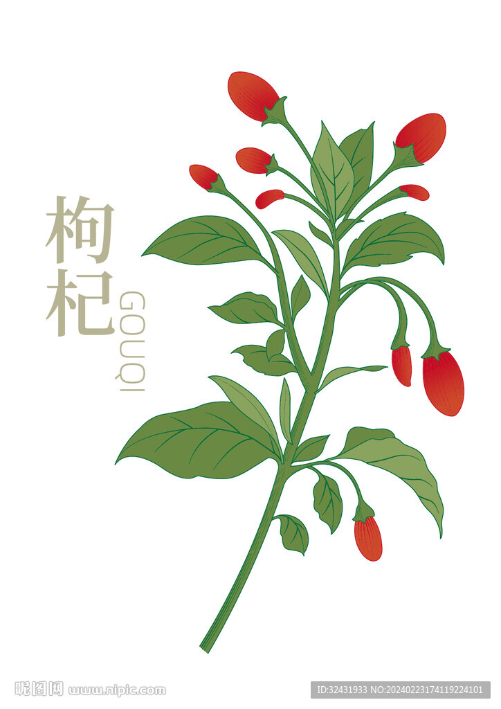 枸杞