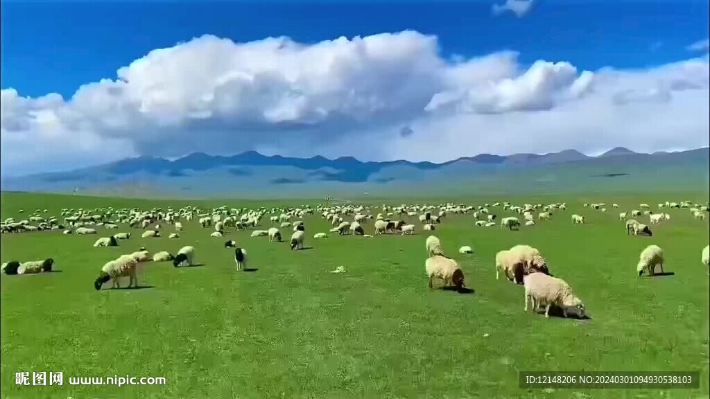 甘南草原羊群旅游宣传片