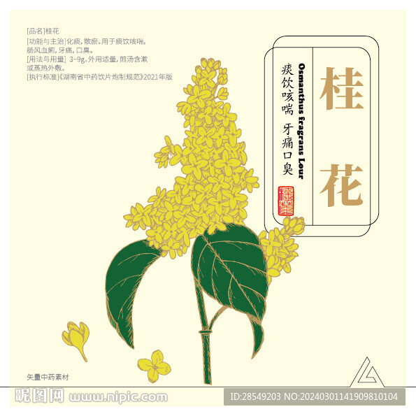 桂花2024