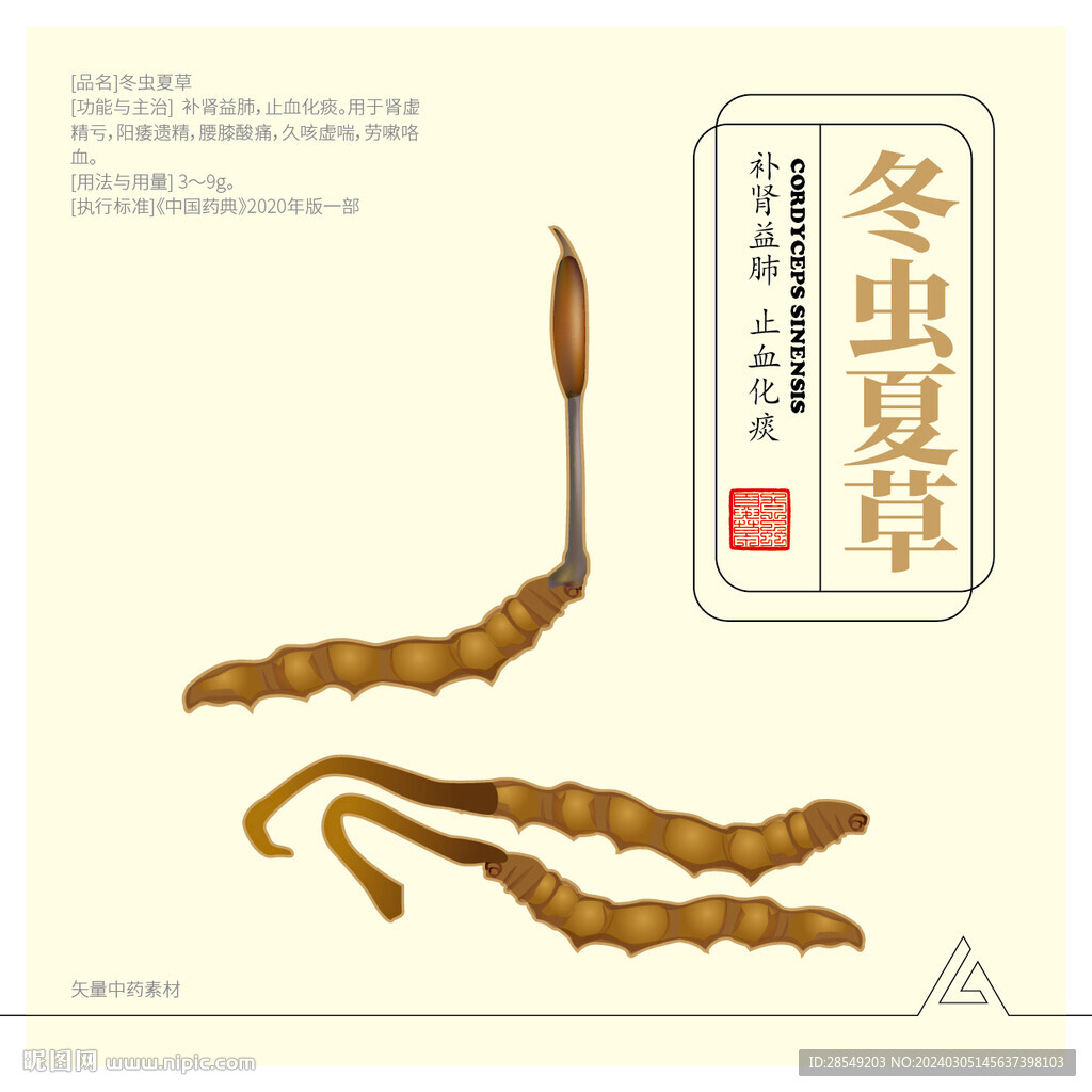 冬虫夏草/虫草