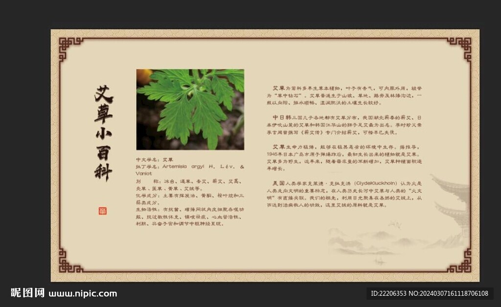 艾草小百科