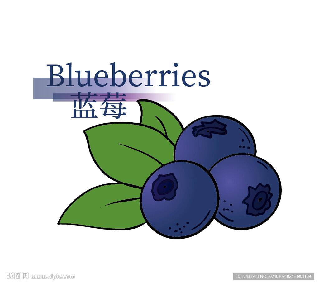 蓝莓插画