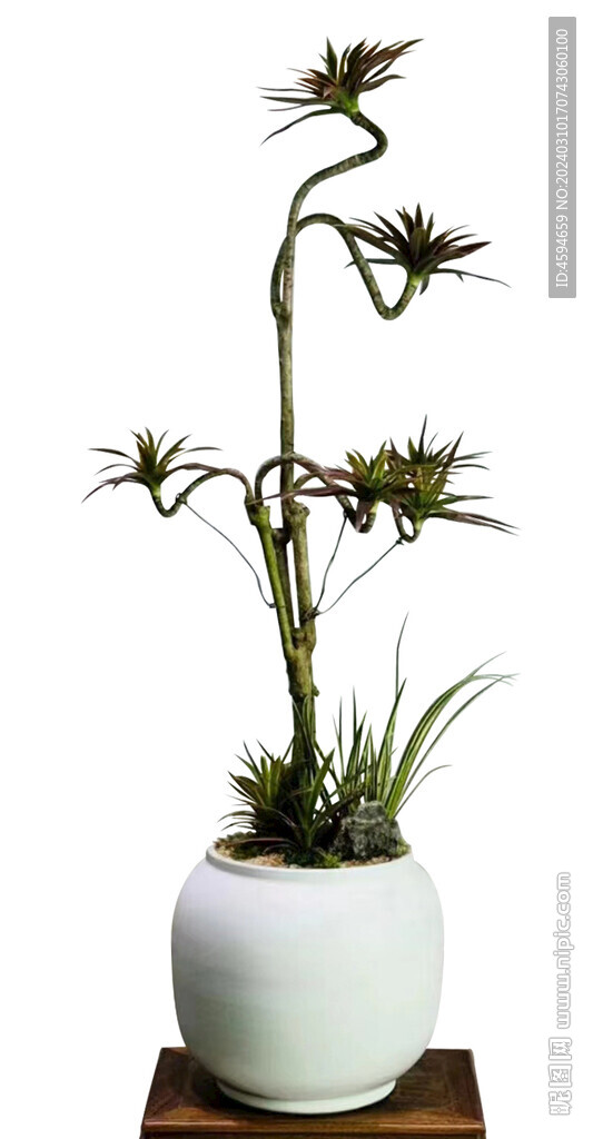 桌面植物  造型盆栽  绿植 