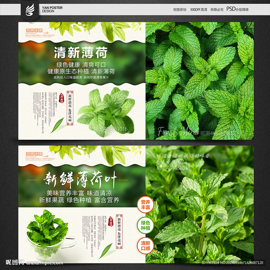 薄荷