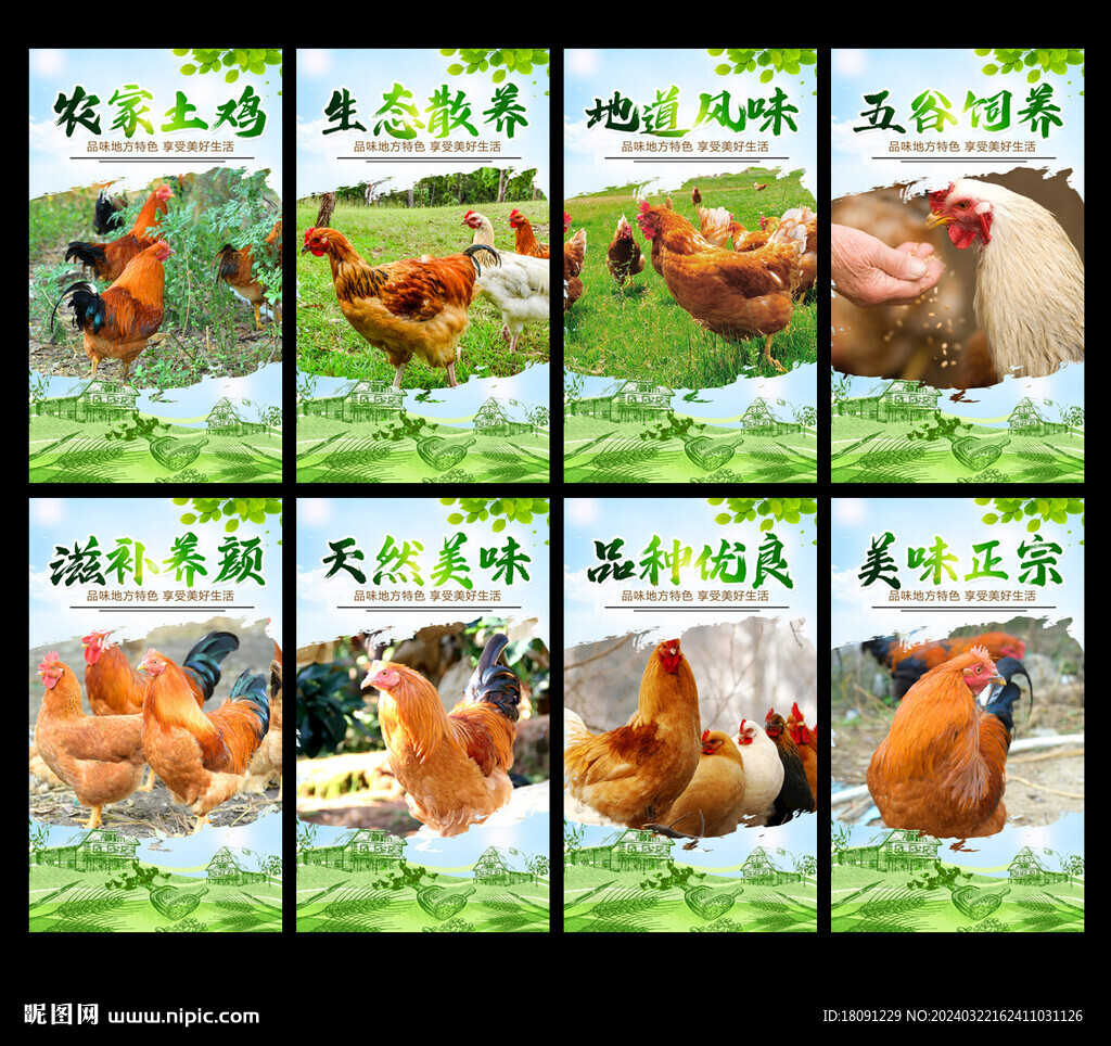 土鸡