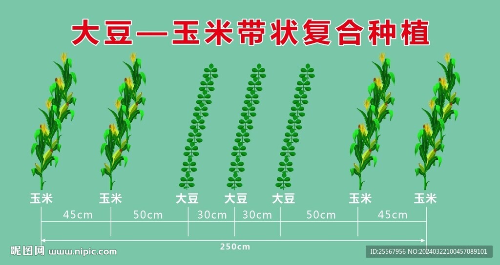 大豆玉米带状复合种植示意图