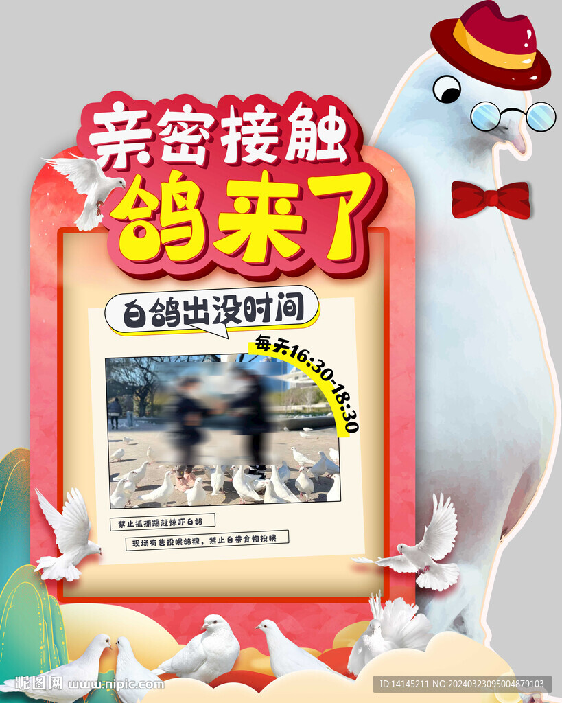 鸽子海报
