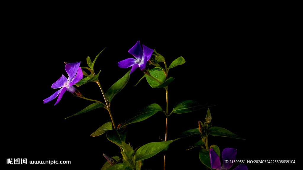 紫色花开延时摄影