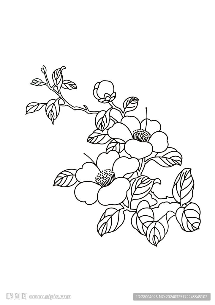 山茶花线描素材