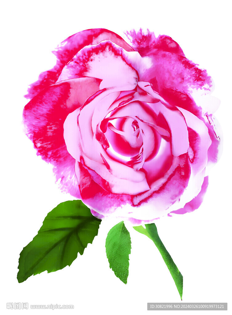 玫瑰花