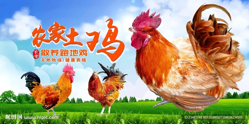 农家土鸡  
