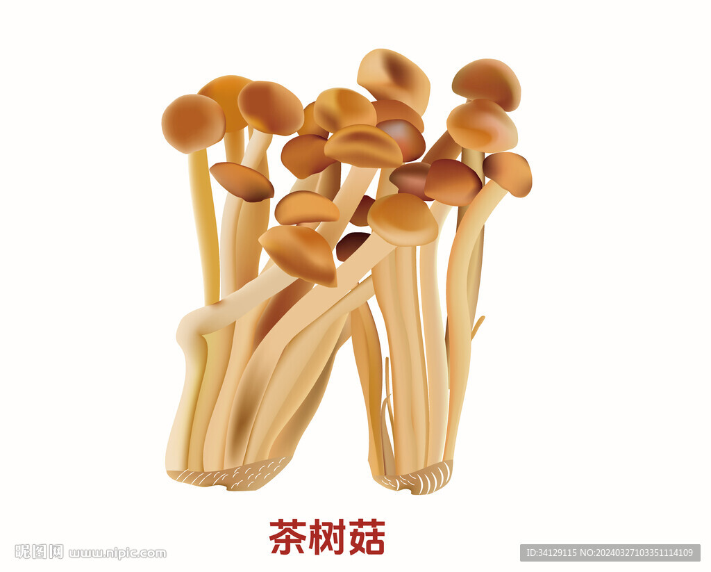 食用菌茶树菇 矢量图