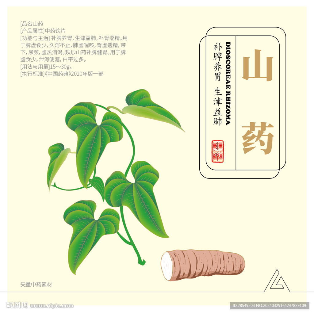 山药矢量素材