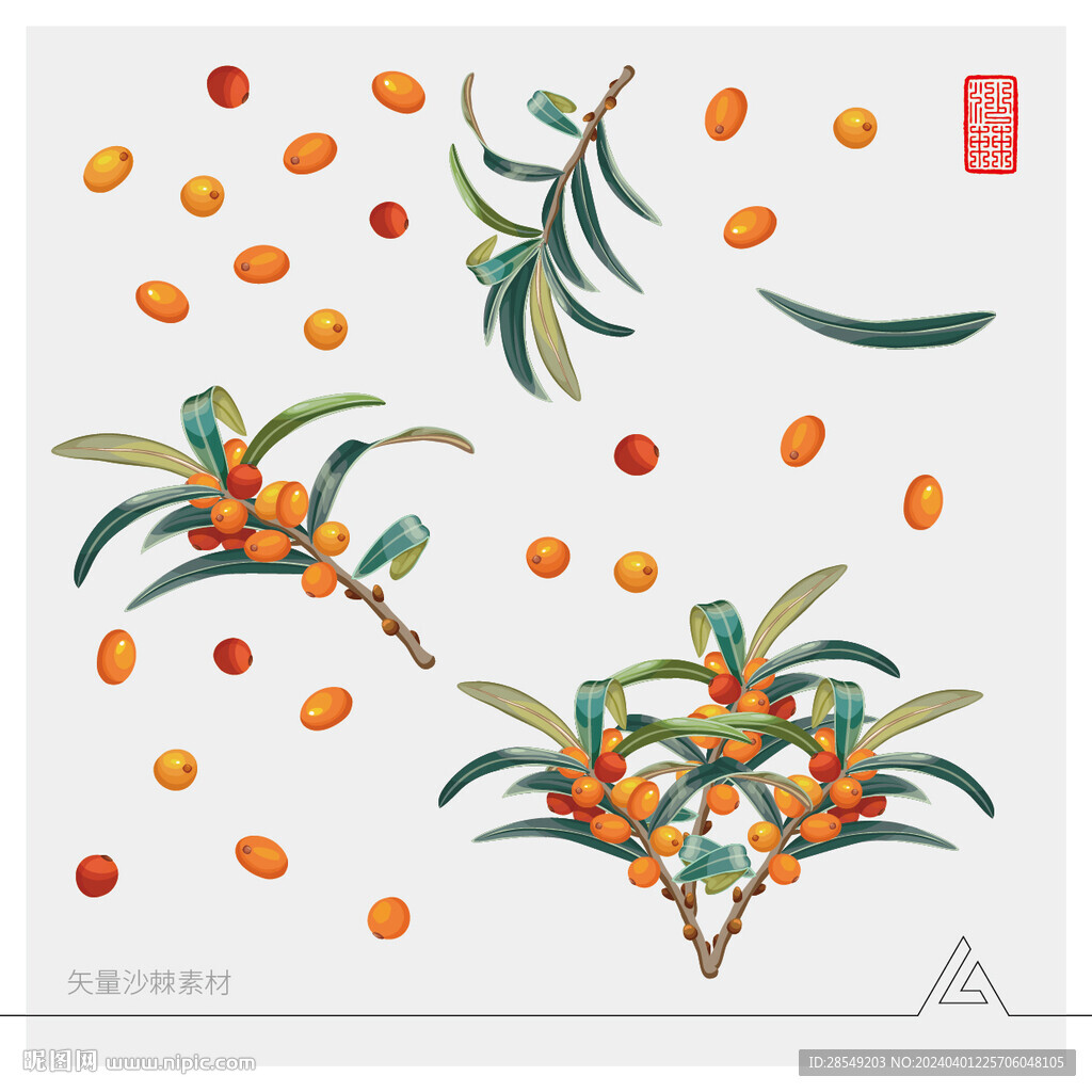 水彩风格沙棘