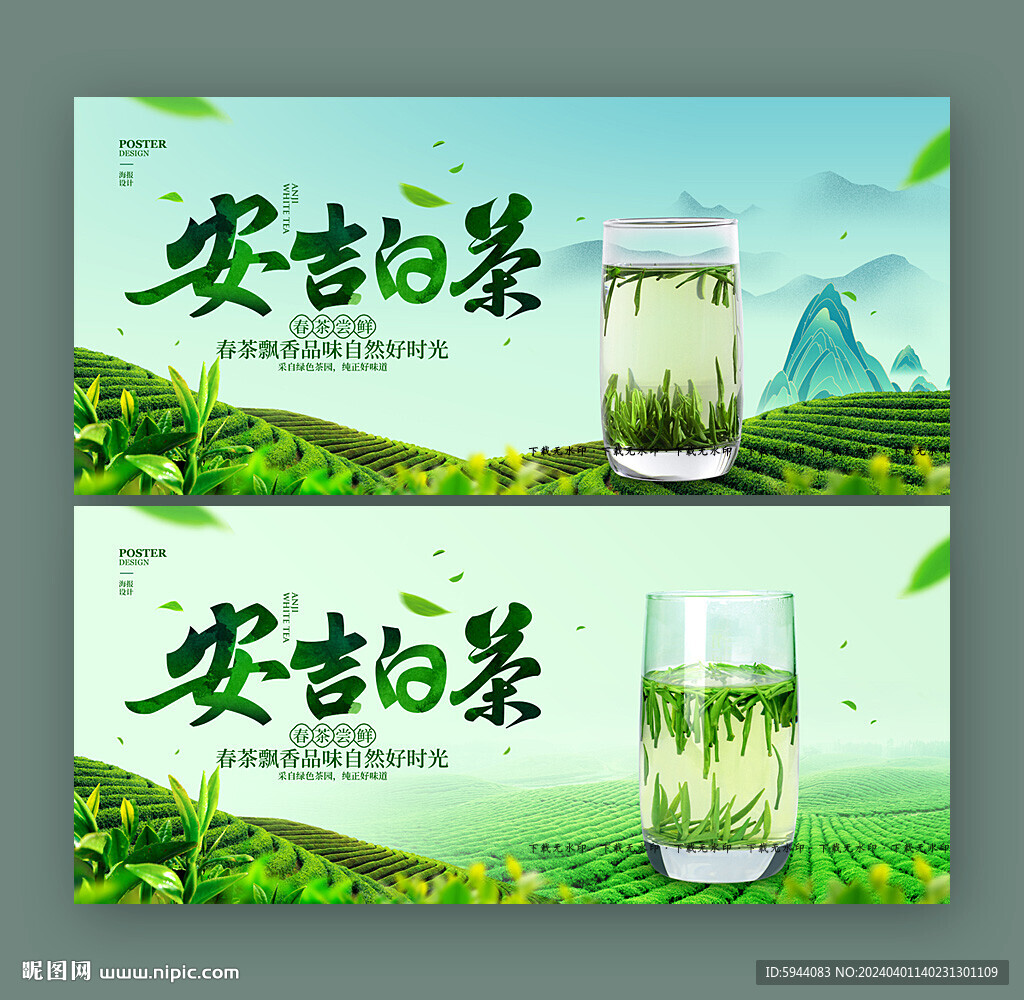 安吉白茶