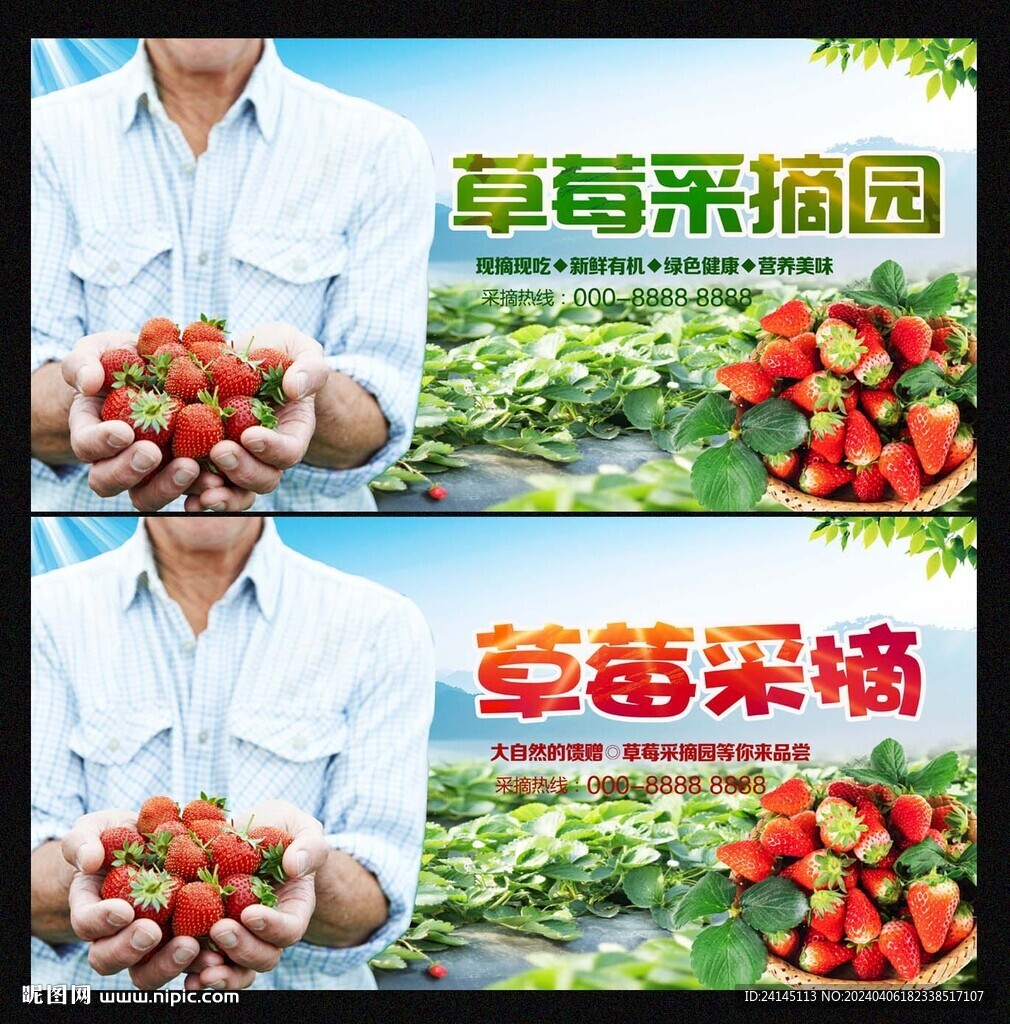 草莓采摘