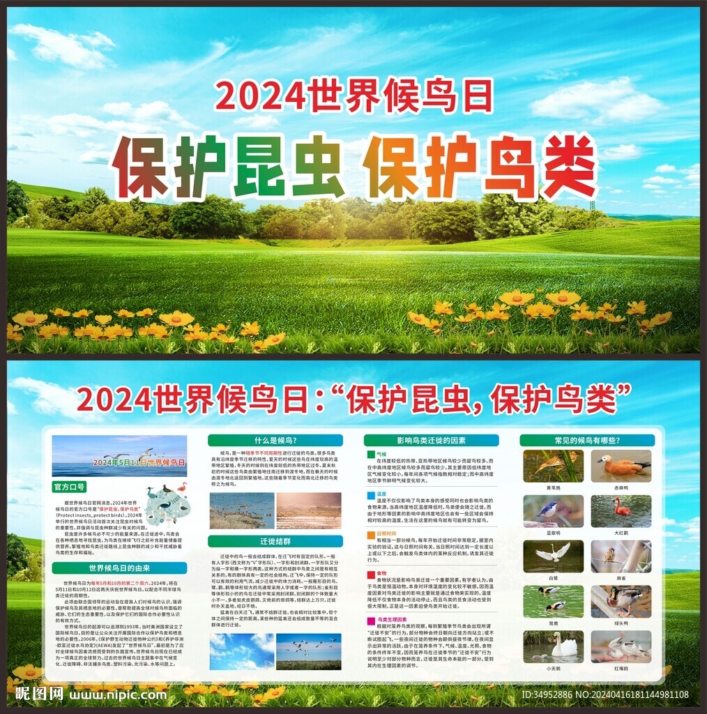 2024世界候鸟日宣传栏