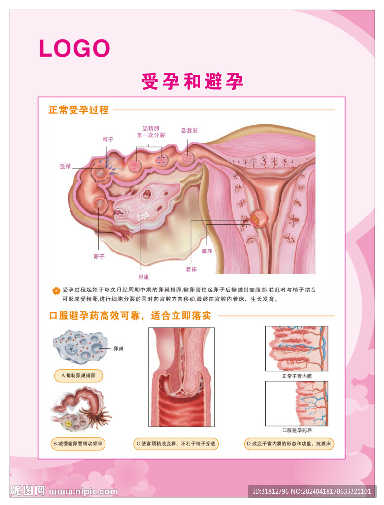 受孕与避孕