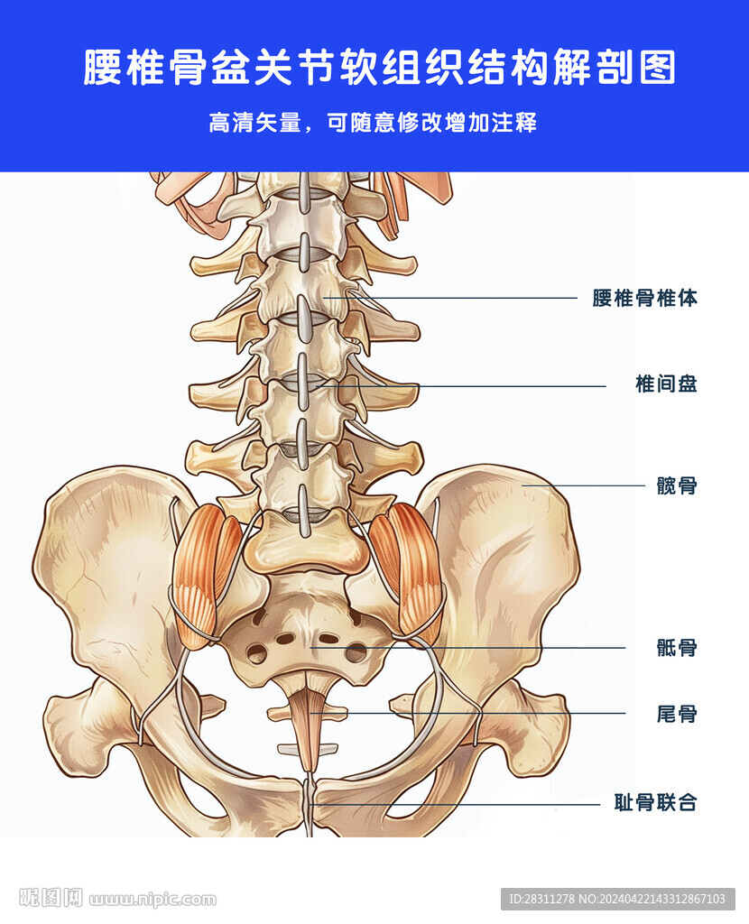 腰椎骨盆解剖图