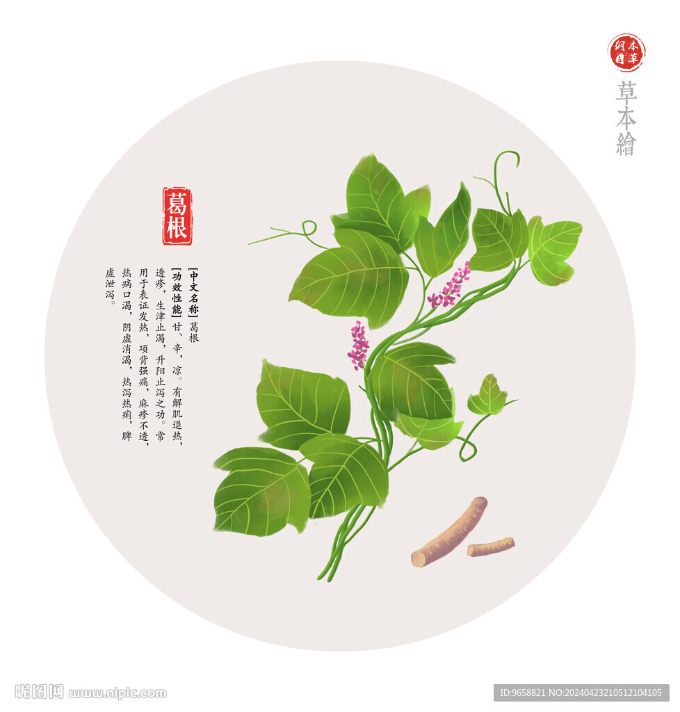 葛根
