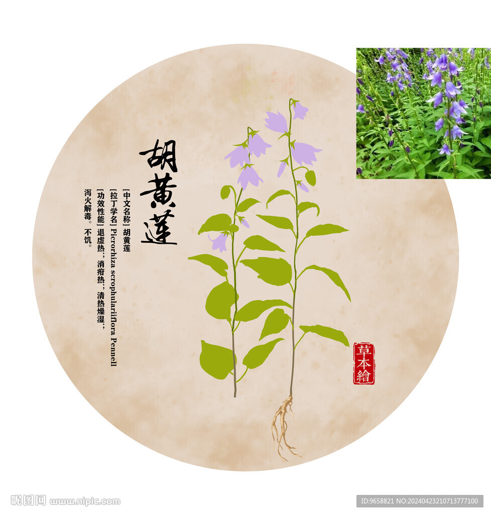 胡黄莲