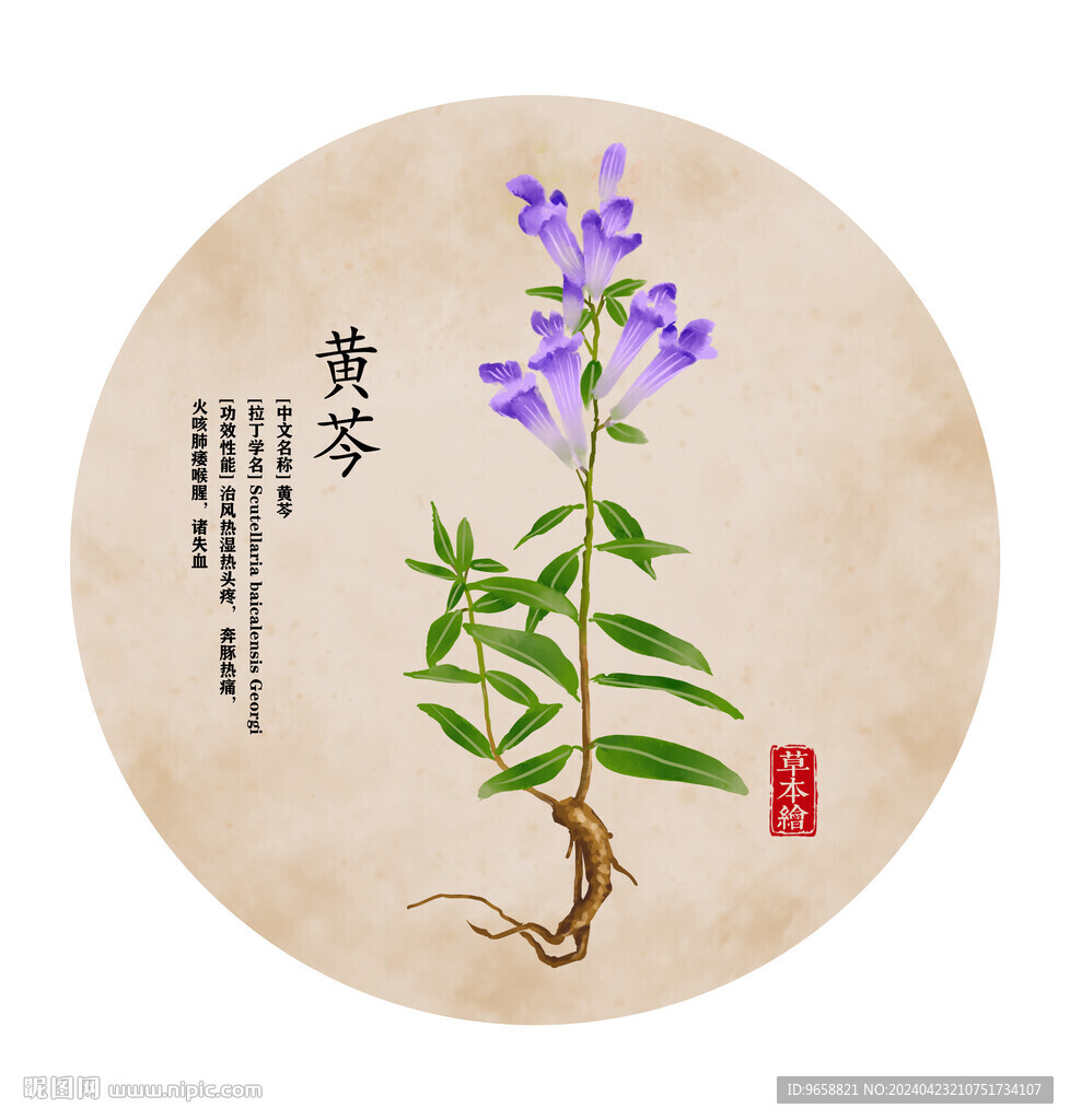 黄芩