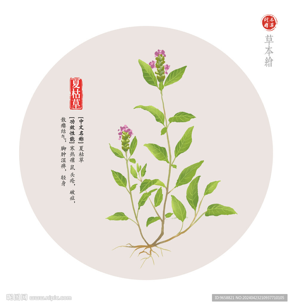 夏枯草
