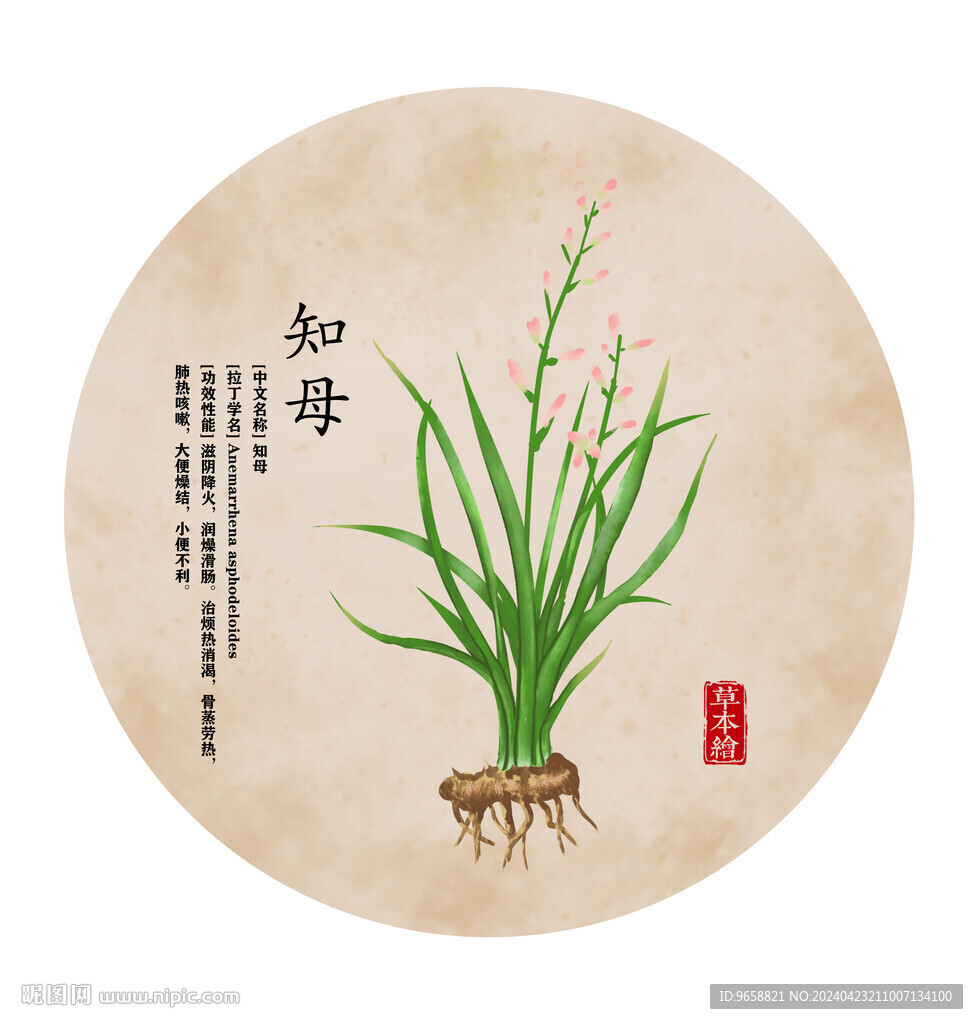 知母