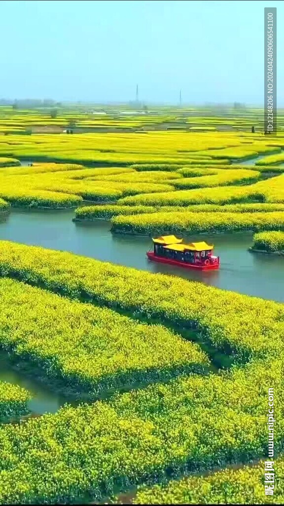 江南油菜花