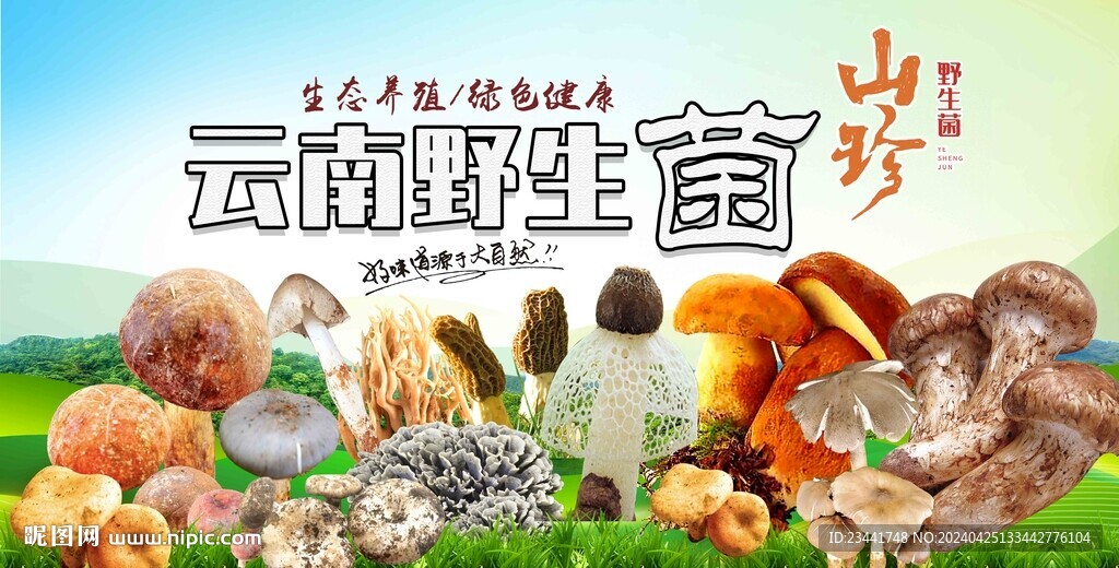 云南野生菌广告