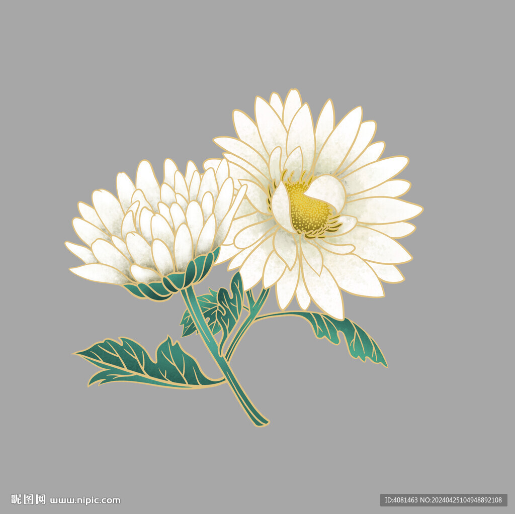杭白菊