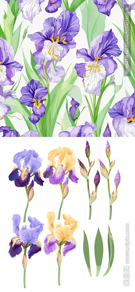 鸢尾花 