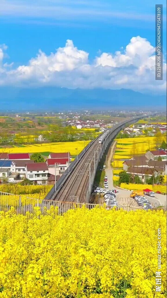 油菜花风景实拍