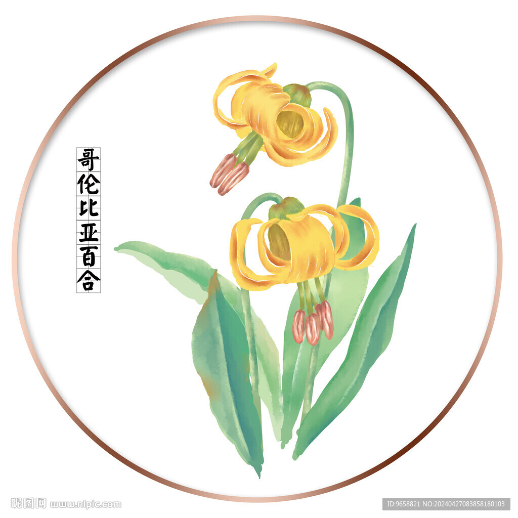哥伦比亚百合
