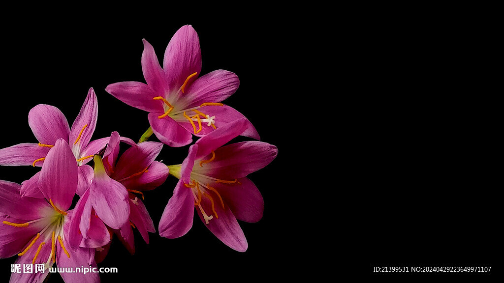 玫瑰葱莲花开