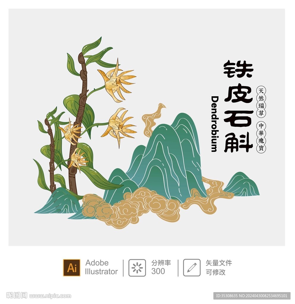 石斛插画
