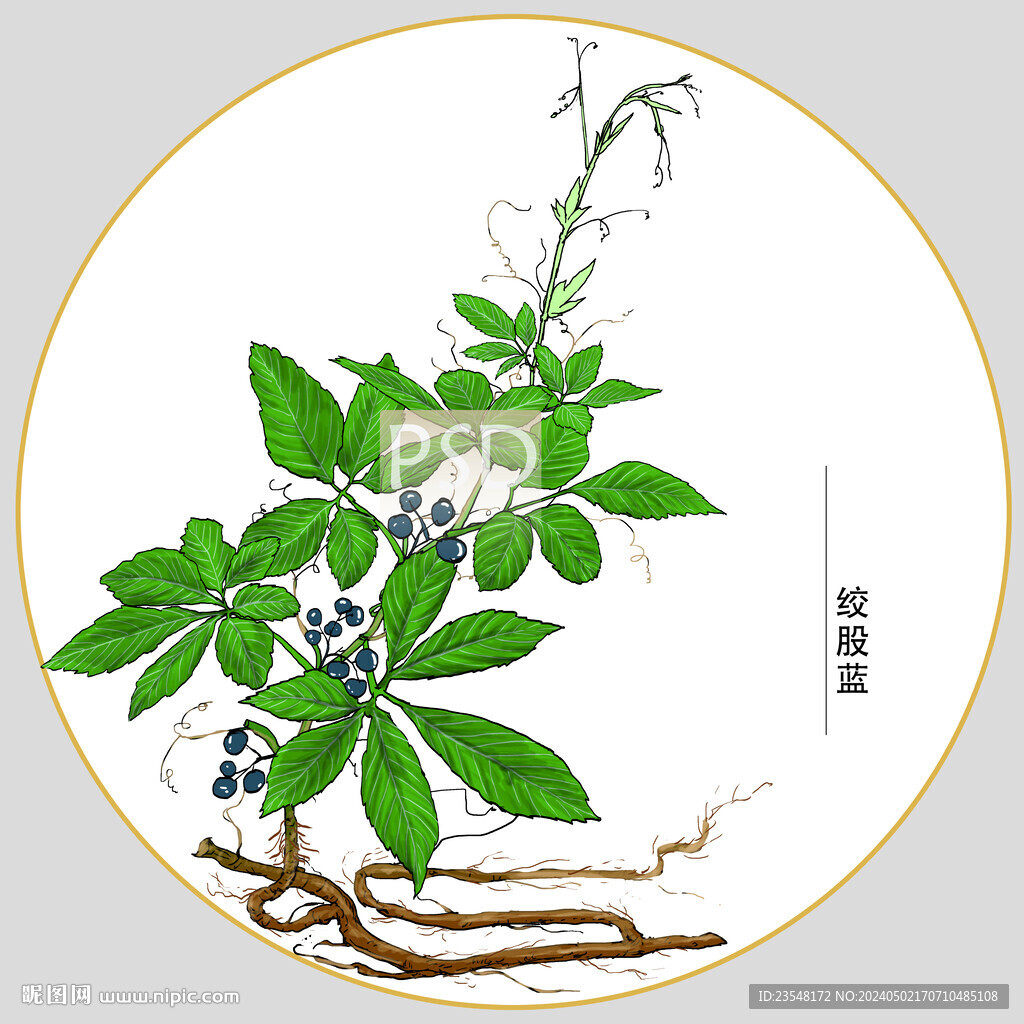 绞股蓝包装插画