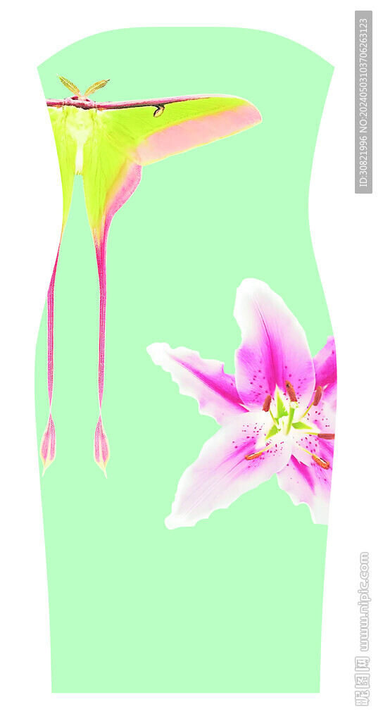 蝴蝶百合