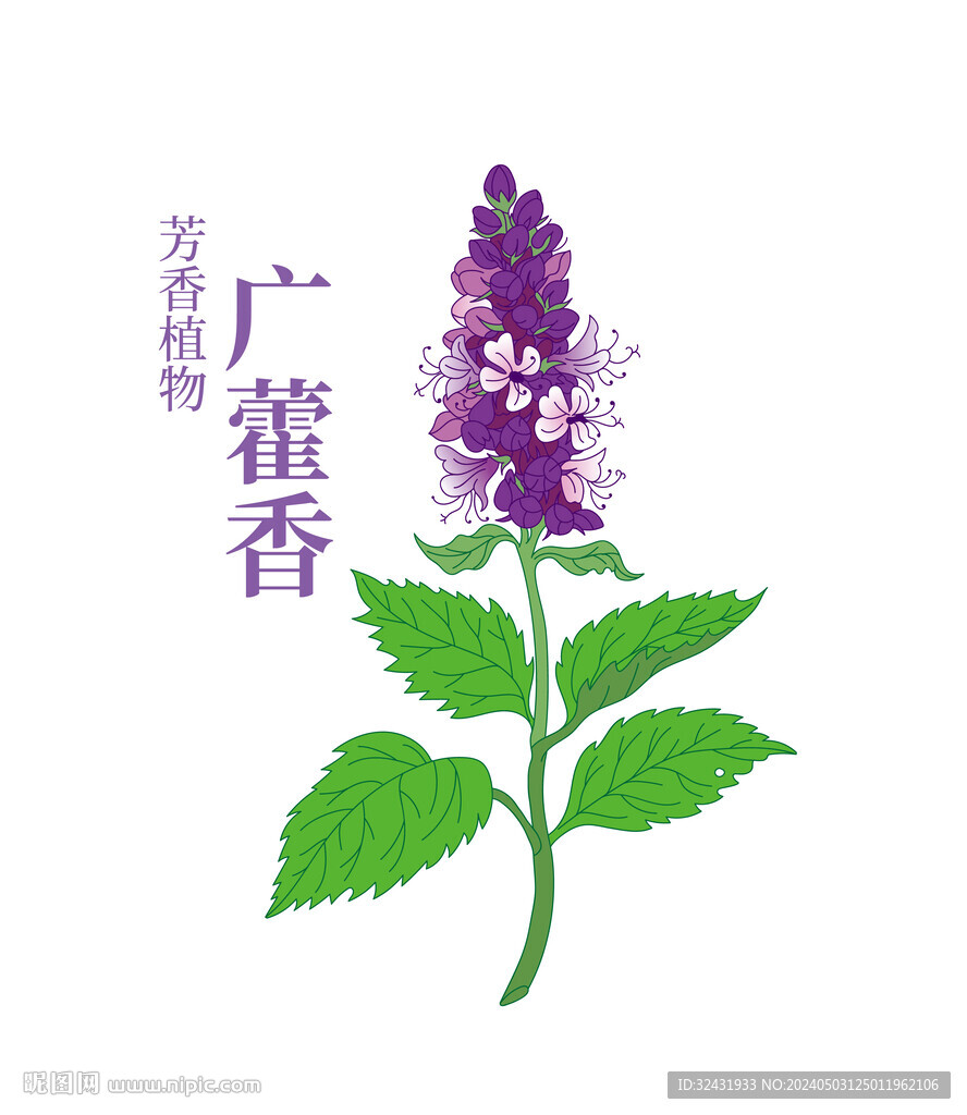 芳香植物广藿香