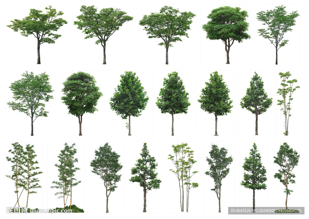 常用高清树木PSD素材