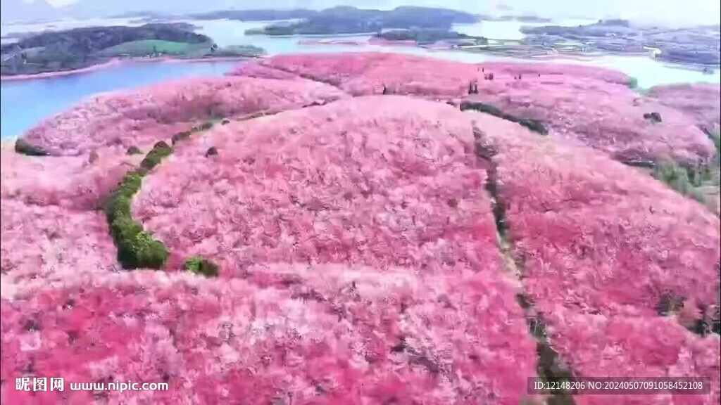 日本樱花