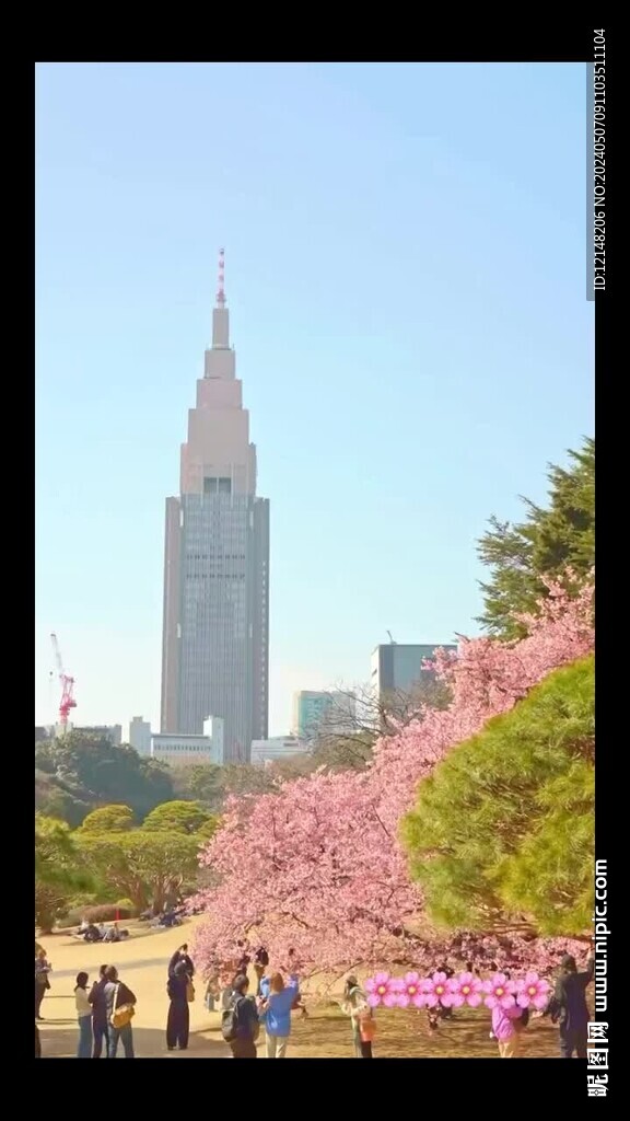 日本樱花