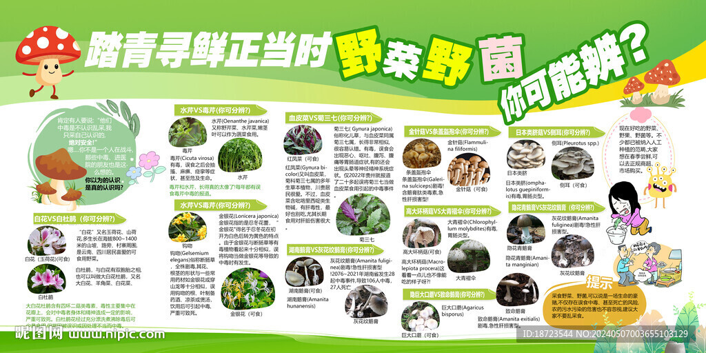 野菜野菌