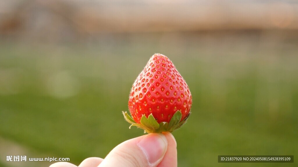 草莓园采摘草莓田园风光背景视频