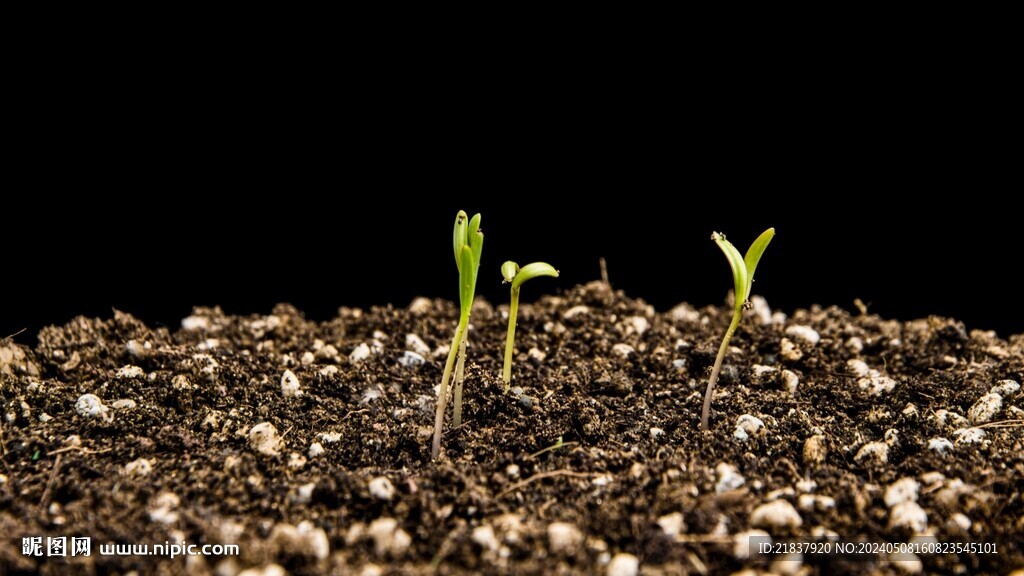 4k记录植物种子发芽过程延时
