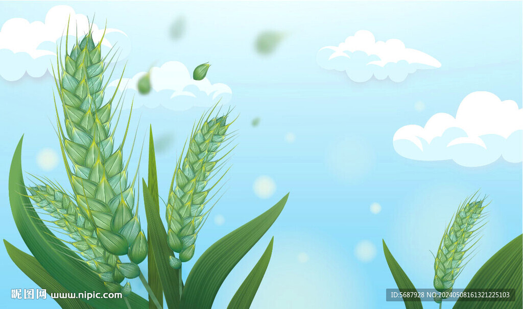 小满芒种小麦青稞农作物矢量素材