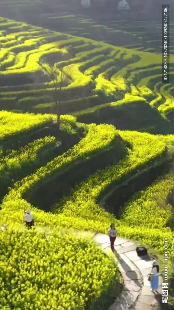 婺源油菜花